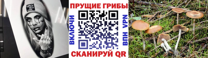 цены наркотик  Ржев  Псилоцибиновые грибы Psilocybine cubensis 